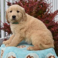 Male and female Golden retriever puppies available for adoption
