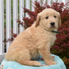 Male and female Golden retriever puppies available for adoption