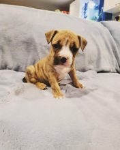 Excelent male and female pitbull puppies for adoption