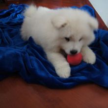 Super adorable Samoyed puppies.