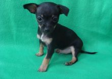very urgent chihuahua puppies for rehoming
