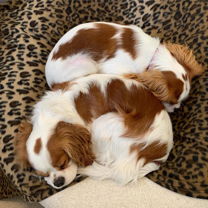 Cavalier king charles puppies for re-homing Image eClassifieds4u