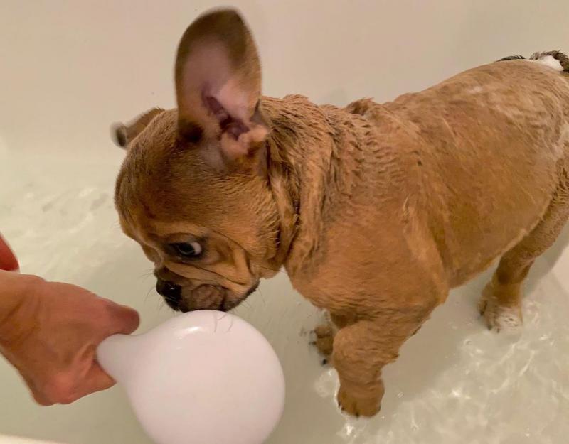 cute English bulldog puppies for free adoption Image eClassifieds4u