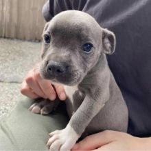 Blue nose pitbull puppies for adoption Image eClassifieds4u 2