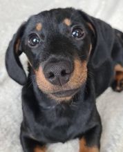 Dachshund Puppies Image eClassifieds4u 2