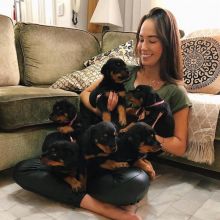 Home raised Rottweiler puppies available Image eClassifieds4u 1
