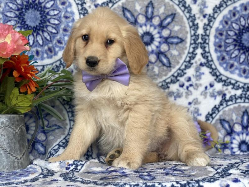 Male and female Golden retriever puppies available for adoption Image eClassifieds4u
