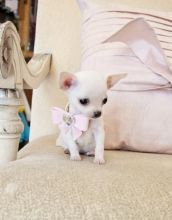Cute toy chihuahuas puppies for adoption