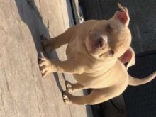 Excellence lovely Male and Female american pitbull Puppies for adoption