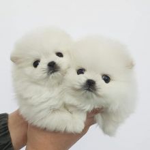 Maltese puppies available for adoption