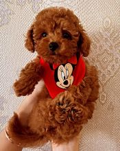 Outstanding Toy poodle puppies for free adoption