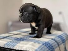 REGISTERED ADORABLE male and female French bulldog puppies for adoption