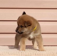 REGISTERED ADORABLE male and female Shiba inu puppies for adoption