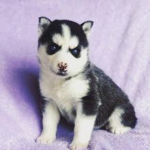 Stuning male and female Siberian husky puppies for adoption