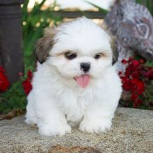 shih tzu Puppies Available for adoption[jennifer57jones@gmail.com]