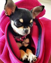 Super cute Chihuahua puppies for adoption