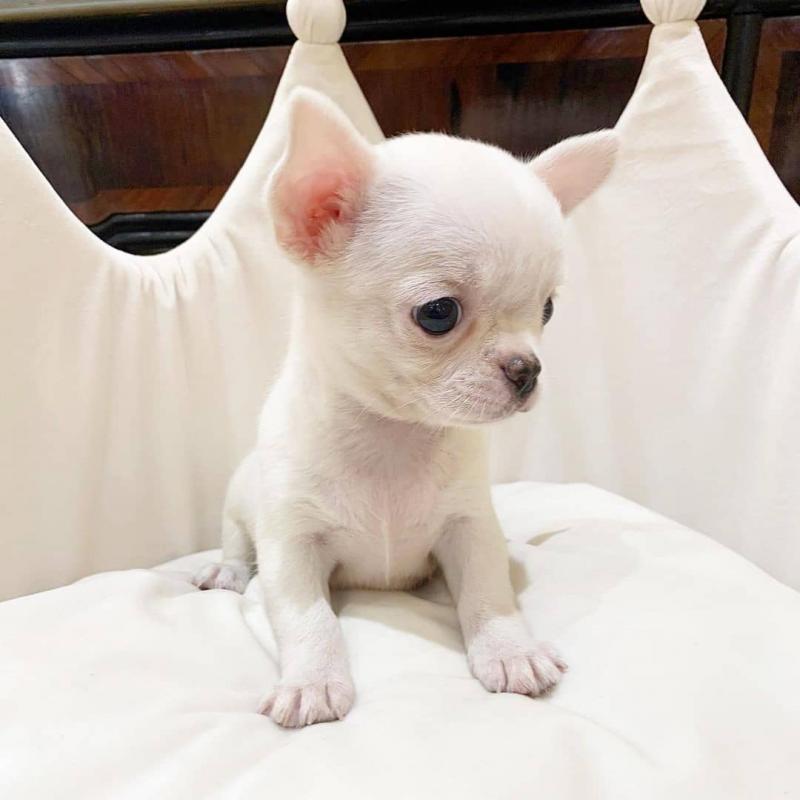 chihuahua Puppies for Adoption[gracecatlin6@gmail.com ] Image eClassifieds4u