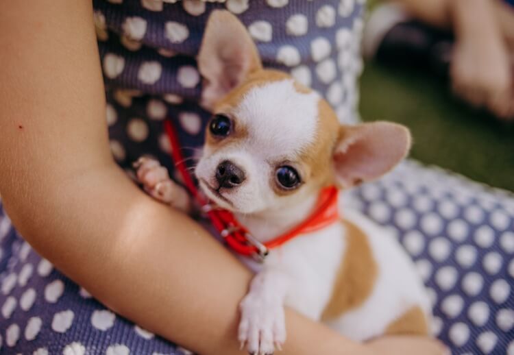 Cute toy chihuahuas puppies for adoption Image eClassifieds4u