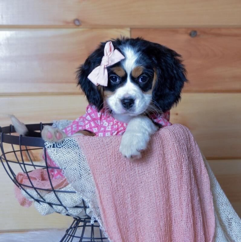 Mini bernese puppies for adoption Image eClassifieds4u