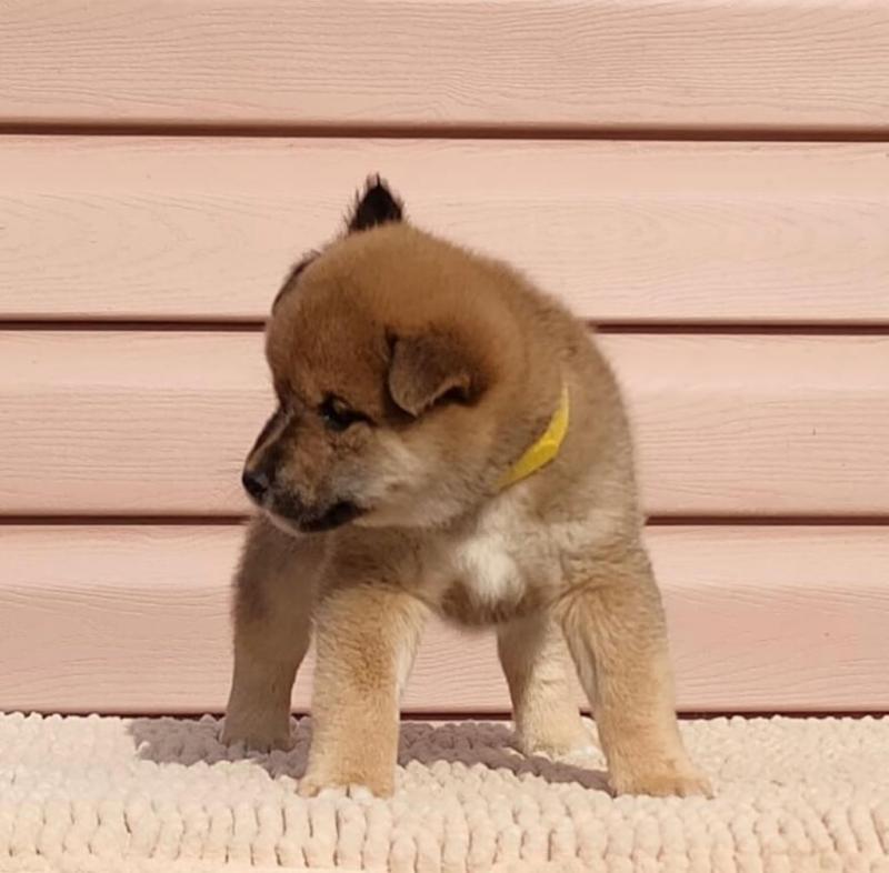 Well Trained male and female Shiba inu puppies for adoption Image eClassifieds4u