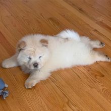 Adorable Chow Chow Puppies For Rehoming