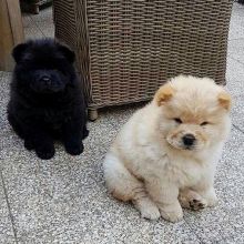 Adorable Chow Chow Puppies For Rehoming