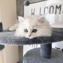 Amazing Persian Kittens For Adoption