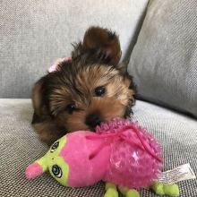 Amazing Yorkie Puppies For Adoption.