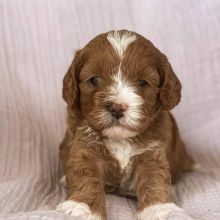 cavapoo puppies for adoption (alishaken896@gmail.com)