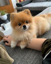 🟥🍁🟥CANADIAN C.K.C POMERANIAN PUPPIES AVAILABLE