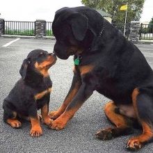 🟥🍁🟥CANADIAN C.K.C ROTTWEILER PUPPIES AVAILABLE