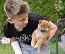 🟥🍁🟥CANADIAN C.K.C SHIBA INU PUPPIES AVAILABLE