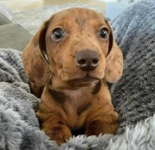 Cute Dachshund Puppies For Adoption