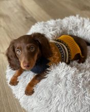 Dachshund Puppies For Adoption