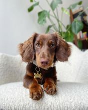 Dachshund Puppies For Adoption