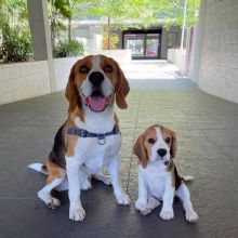 🟥🍁🟥CANADIAN C.K.C MALE/FEMALE BEAGLE PUPPIES AVAILABLE