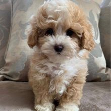 maltipoo puppies for adoption (suzanmoore73@gmail.com)