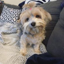Morkie Puppies For Adoption