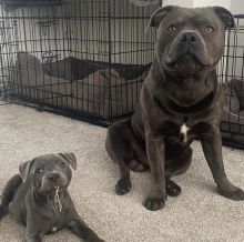 Pitbull Puppies For Adoption