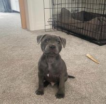 Pitbull Puppies For Adoption