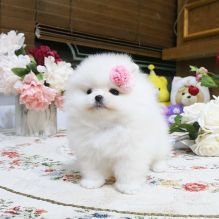 POMERANIAN PUPPIES FOR ADOPTION