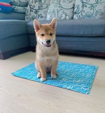 SHIBA INU PUPPIES AVAILABLE FOR FREE ADOPTION