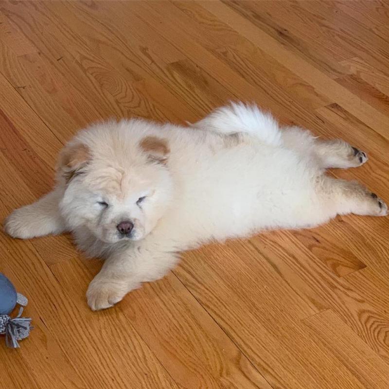 Adorable Chow Chow Puppies For Rehoming Image eClassifieds4u