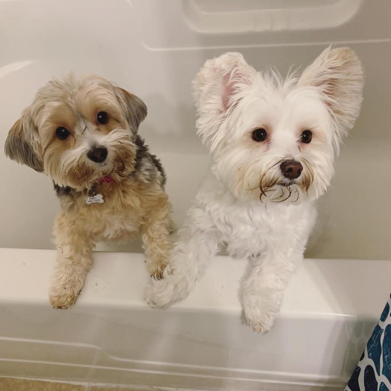 Adorable Morkie Puppies For Adoption Image eClassifieds4u