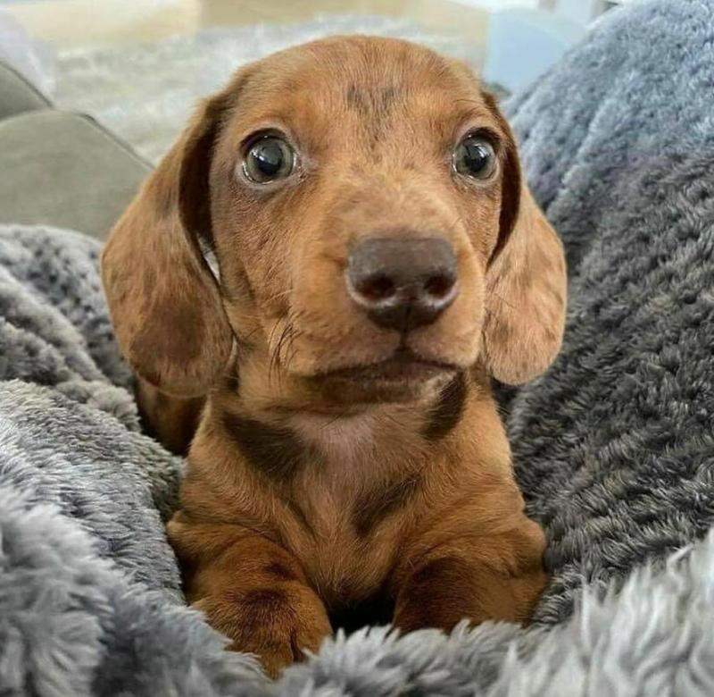 Amazing Dachshund Puppies For Adoption Image eClassifieds4u