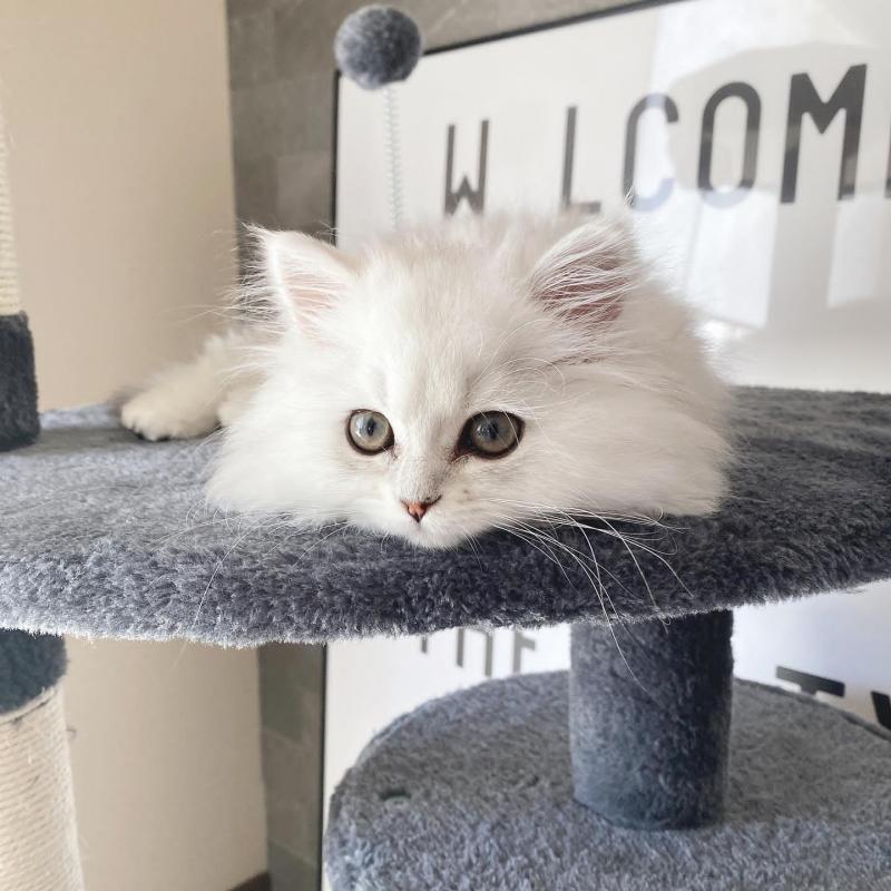 Amazing Persian Kittens For Adoption Image eClassifieds4u