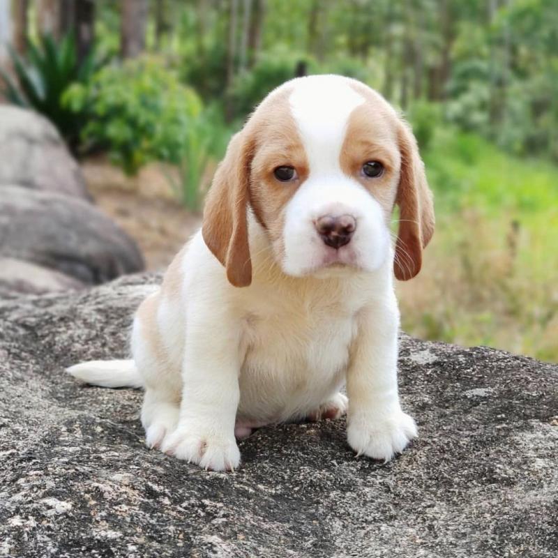 Beagle puppies for adoption(stancyvalma@gmail.com) Image eClassifieds4u