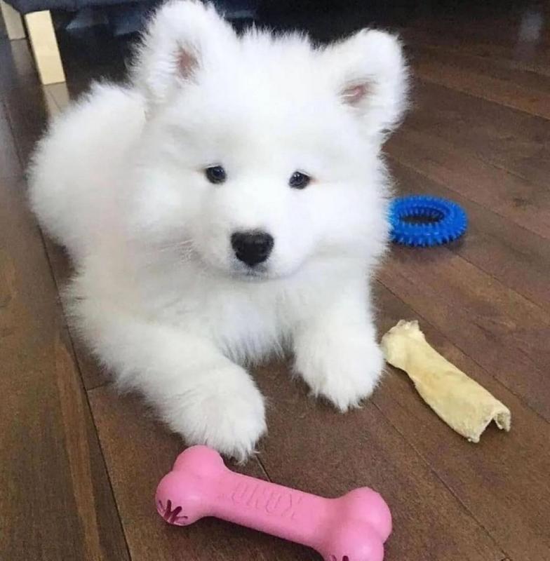 🍁🟥CANADIAN C.K.C SAMOYED PUPPIES AVAILABLE Image eClassifieds4u