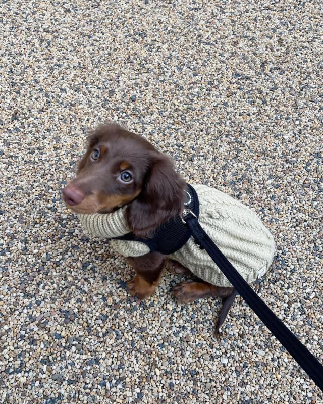 Cute Dachshund Puppies For Adoption Image eClassifieds4u