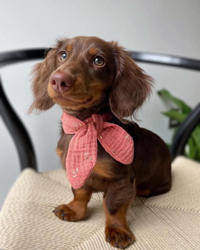 Cute Dachshund Puppies For Adoption Image eClassifieds4u